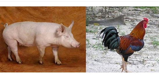 Membandingkan Perilaku Ayam & Babi, Sebuah Jawaban Telak Kenapa Babi Diharamkan